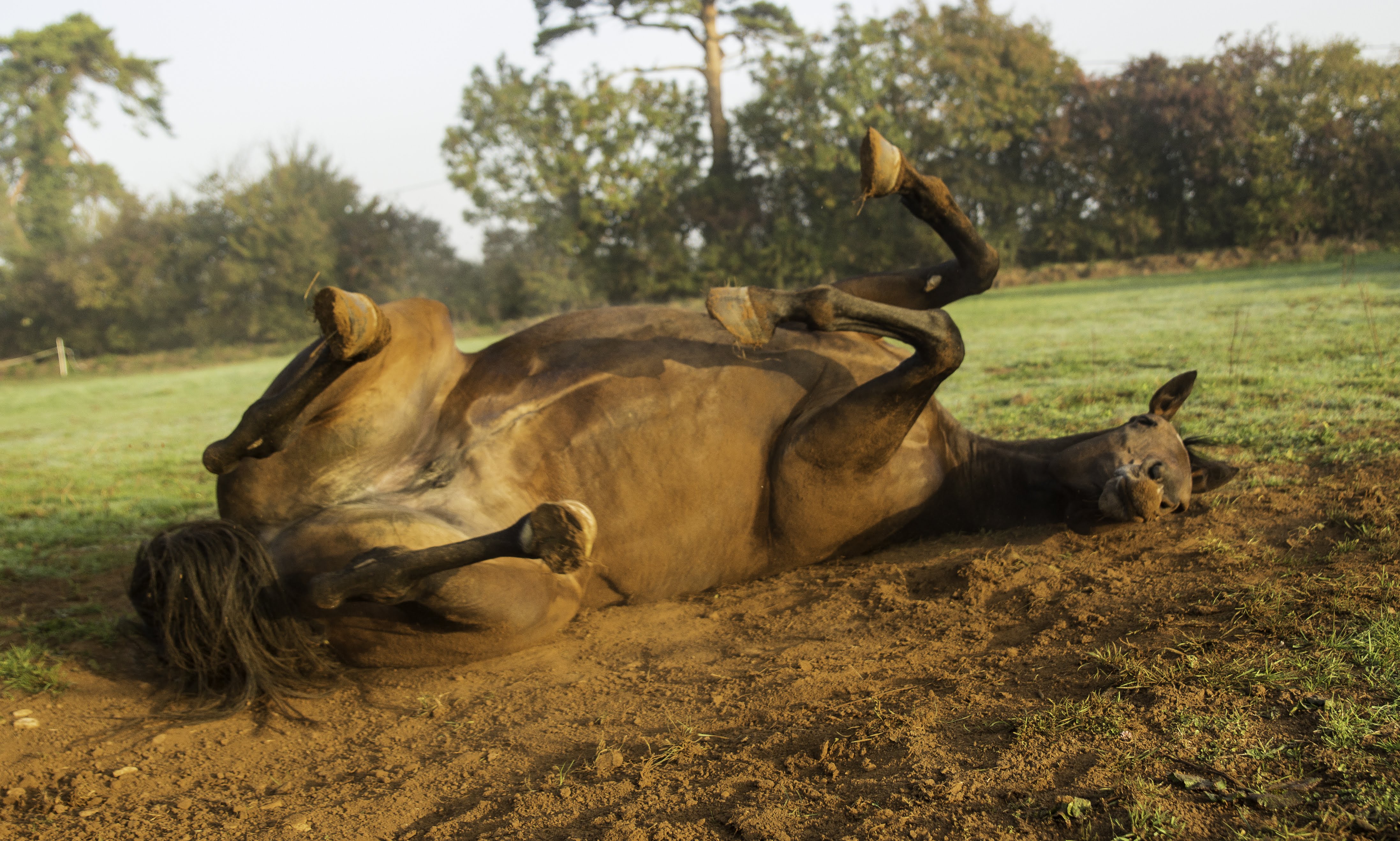 Rolling With It: Why Does My Horse Roll Around? - Horse Rookie